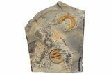 Trinucleid (Declivolithus) Trilobite - Mecissi, Morocco #227872-1